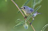 Lucy's Warbler